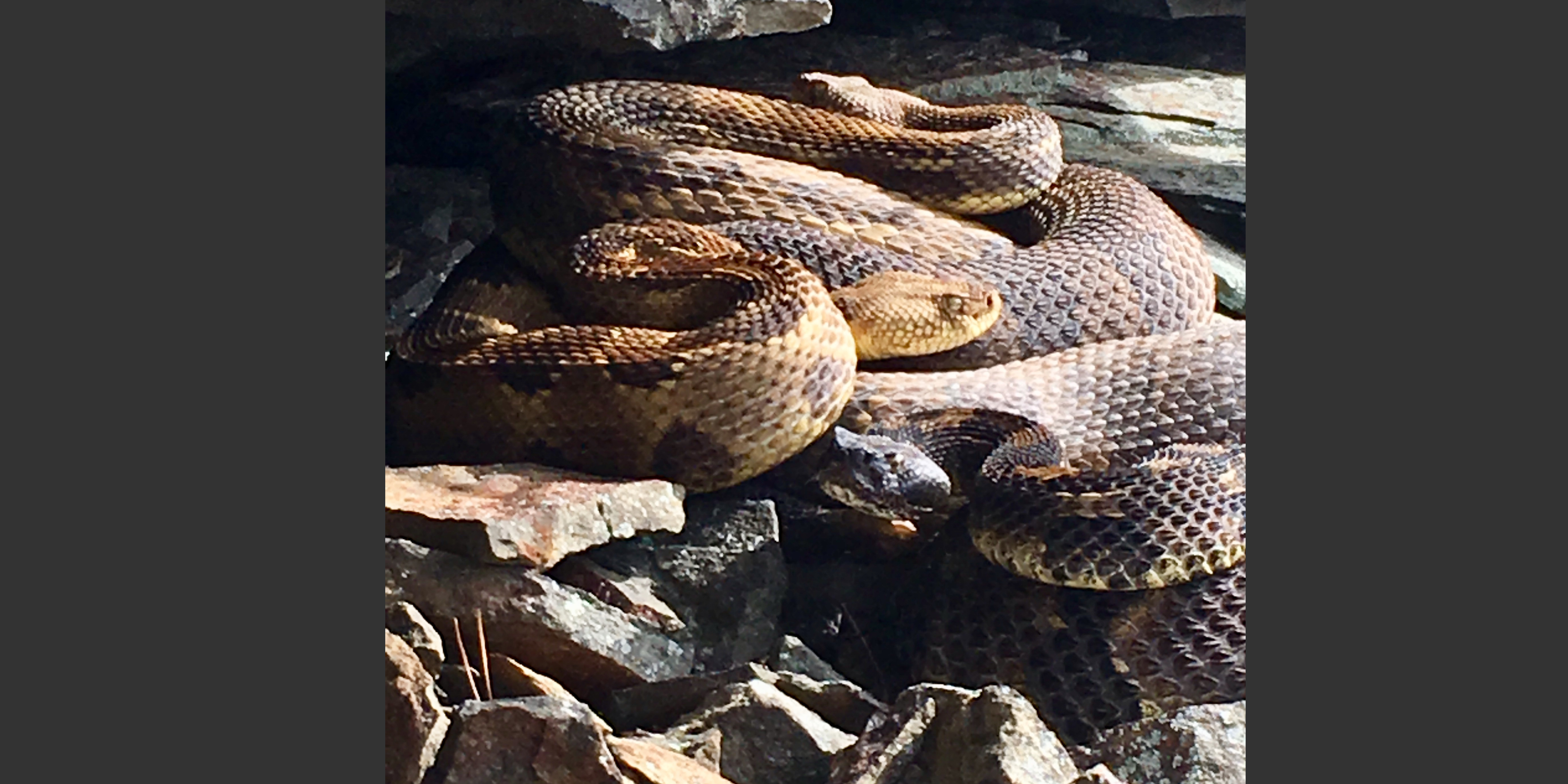 Everything you wanted to know about Snake Fungal Disease but were